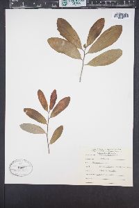 Quercus laurifolia image