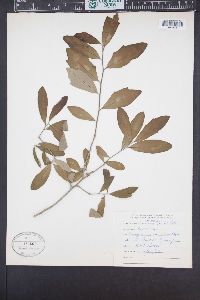 Quercus laurifolia image