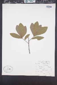 Quercus laurifolia image