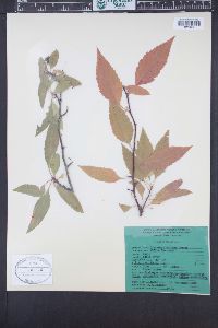 Crataegus saligna image