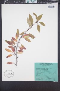 Crataegus saligna image