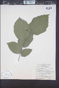 Corylus cornuta image