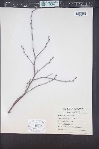 Betula populifolia image