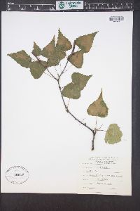 Betula populifolia image