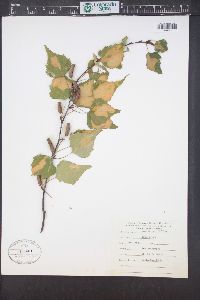 Betula populifolia image