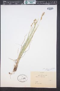 Carex praticola image