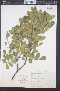 Dermatophyllum secundiflorum image