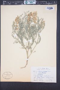 Sophora nuttalliana image