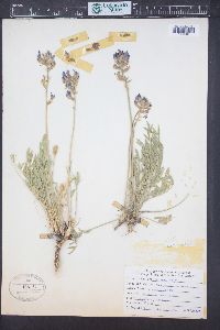 Oxytropis lambertii image