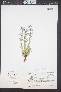 Penstemon virens image