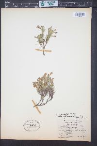 Penstemon crandallii subsp. glabrescens image