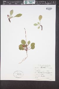 Pyrola chlorantha image