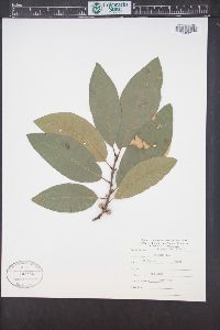 Quercus imbricaria image