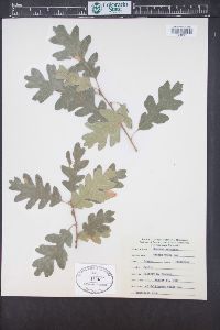 Quercus garryana var. breweri image