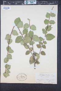 Prunus ilicifolia image