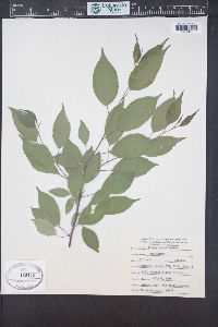 Prunus pensylvanica image