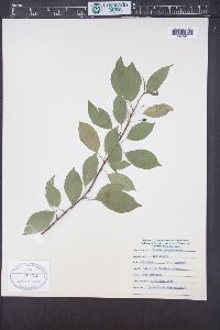 Prunus pensylvanica image