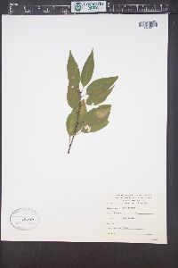 Prunus pensylvanica image