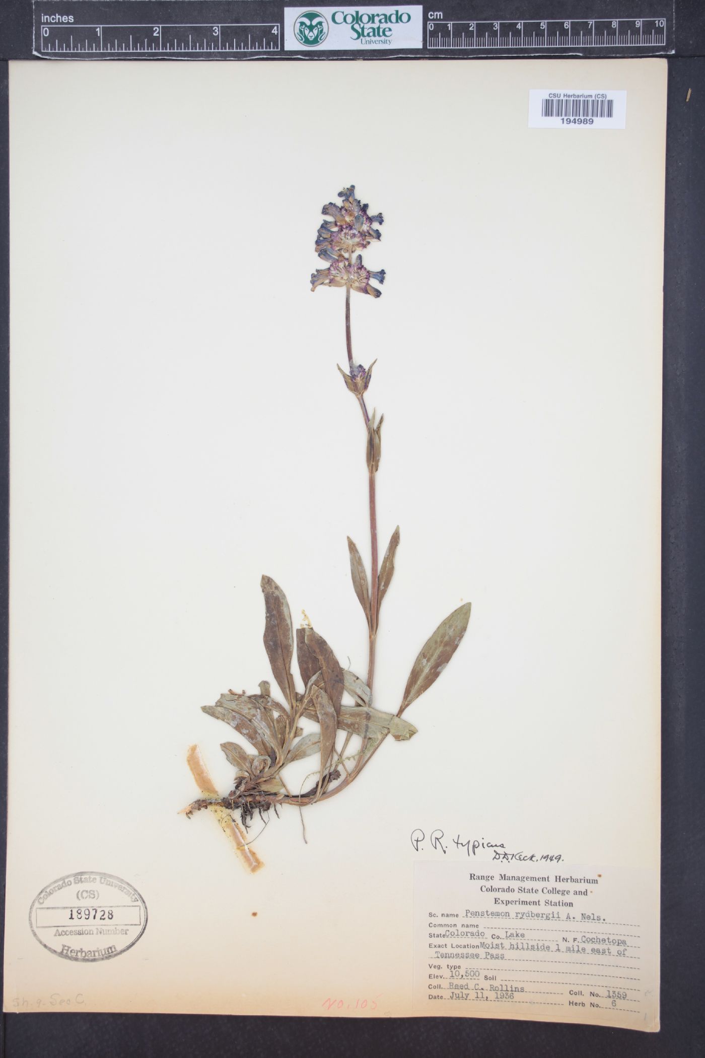 Penstemon rydbergii image