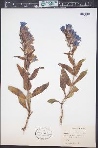 Penstemon cyanocaulis image