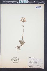 Penstemon gracilis image