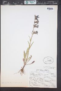 Penstemon mensarum image