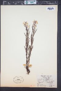 Pedicularis racemosa image