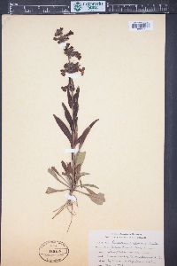 Penstemon albidus image