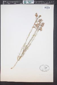 Penstemon ambiguus image