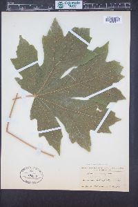 Acer macrophyllum image