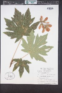 Acer macrophyllum image