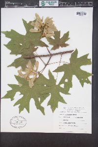 Acer macrophyllum image