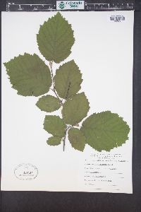 Corylus cornuta subsp. californica image