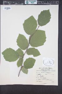 Corylus cornuta image