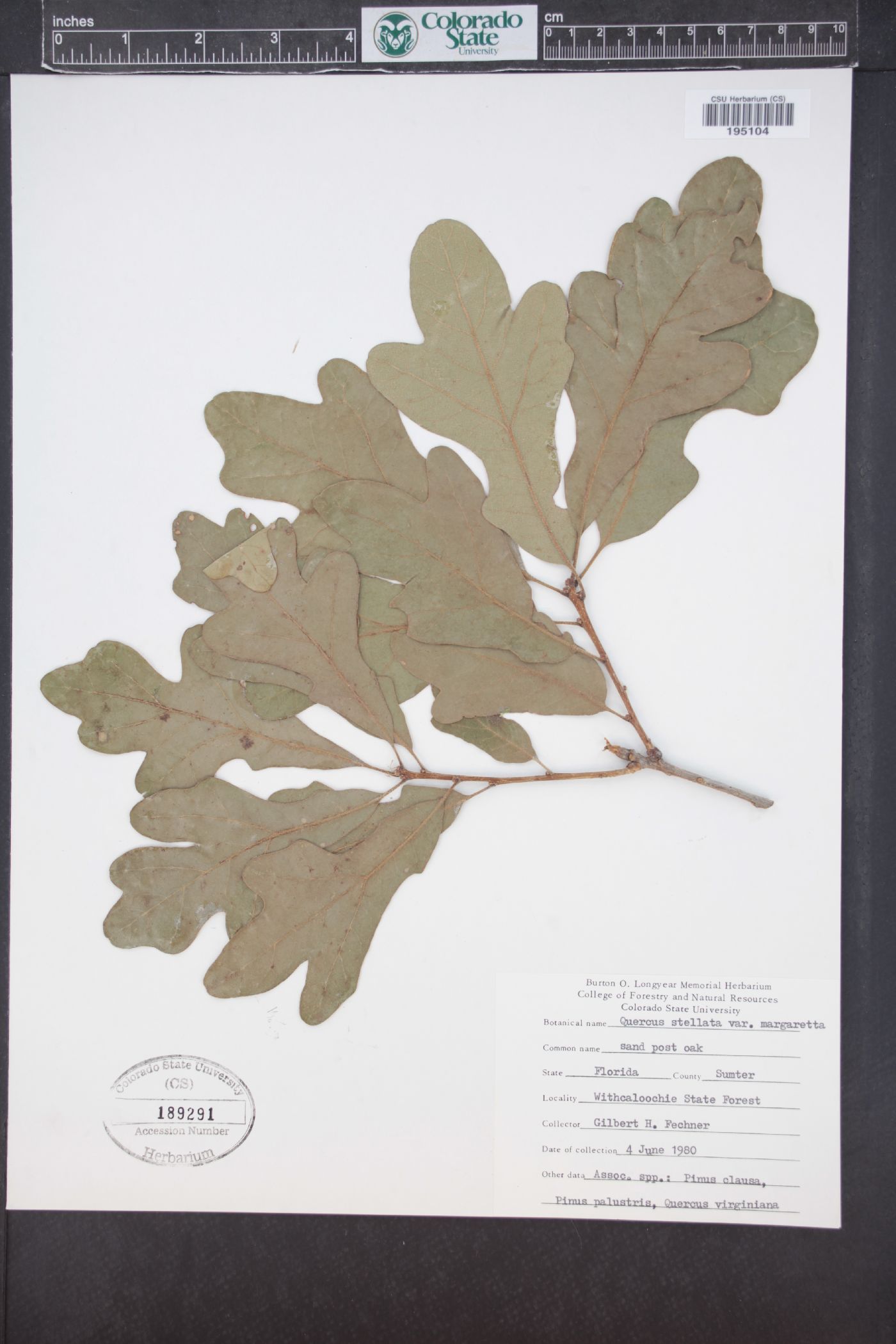 Quercus margaretta image