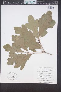 Quercus margaretta image