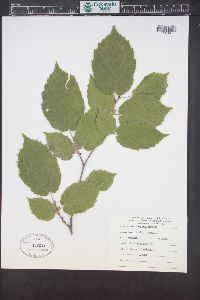 Corylus cornuta image