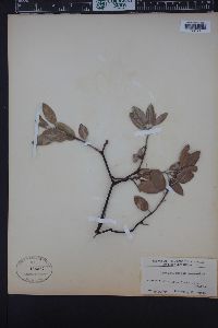 Arctostaphylos manzanita image