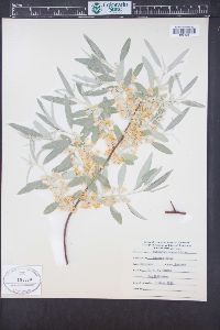 Elaeagnus angustifolia image