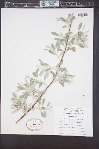 Elaeagnus angustifolia image