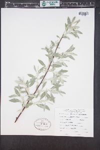 Elaeagnus angustifolia image