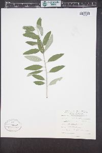 Elaeagnus angustifolia image