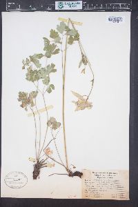 Aquilegia coerulea image