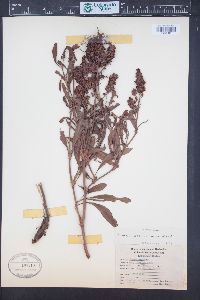 Rumex altissimus image