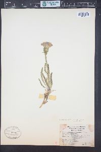 Polemonium viscosum image