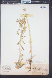 Polemonium foliosissimum image