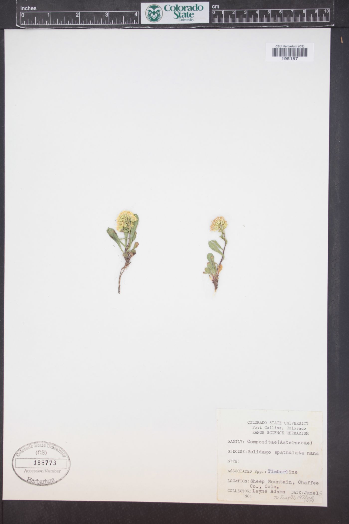 Solidago simplex var. nana image