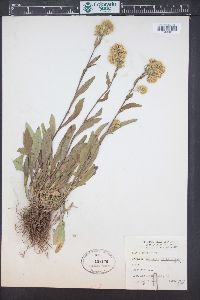 Solidago multiradiata image