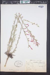 Ipomopsis aggregata image