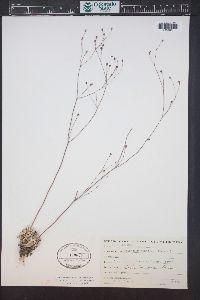 Eriogonum tenellum image